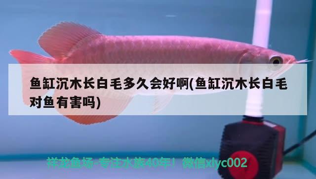 魚(yú)缸沉木長(zhǎng)白毛多久會(huì)好啊(魚(yú)缸沉木長(zhǎng)白毛對(duì)魚(yú)有害嗎)