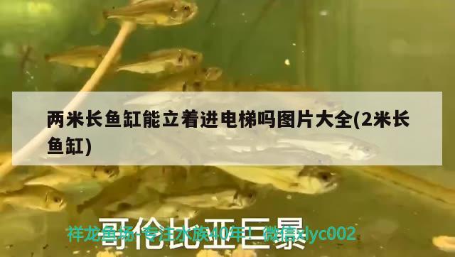 兩米長(zhǎng)魚缸能立著進(jìn)電梯嗎圖片大全(2米長(zhǎng)魚缸)