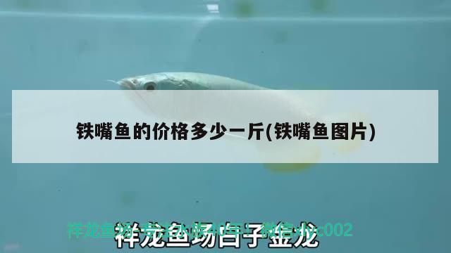 鐵嘴魚(yú)的價(jià)格多少一斤(鐵嘴魚(yú)圖片)