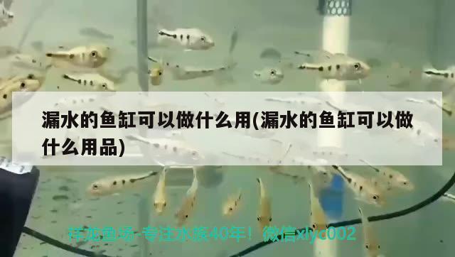 漏水的魚缸可以做什么用(漏水的魚缸可以做什么用品)