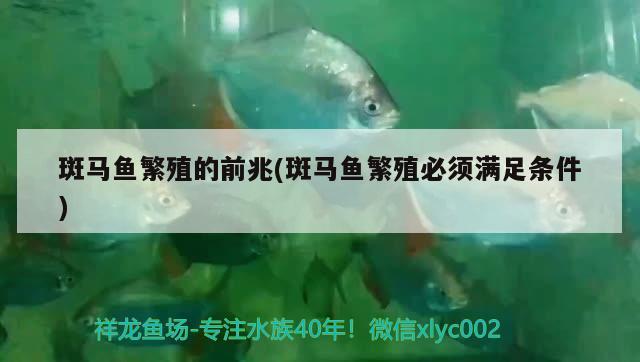 斑馬魚繁殖的前兆(斑馬魚繁殖必須滿足條件)