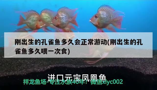 剛出生的孔雀魚多久會(huì)正常游動(dòng)(剛出生的孔雀魚多久喂一次食) 觀賞魚