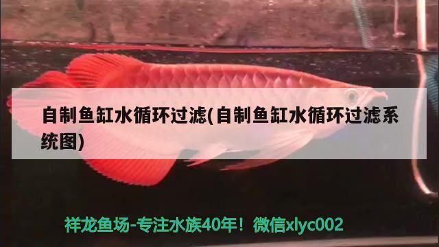 自制魚缸水循環(huán)過濾(自制魚缸水循環(huán)過濾系統(tǒng)圖)