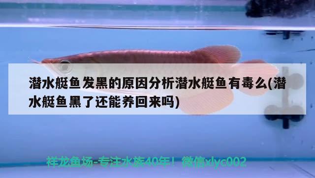 潛水艇魚(yú)發(fā)黑的原因分析潛水艇魚(yú)有毒么(潛水艇魚(yú)黑了還能養(yǎng)回來(lái)嗎) 潛水艇魚(yú)