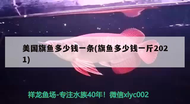 美國旗魚多少錢一條(旗魚多少錢一斤2021) 觀賞魚