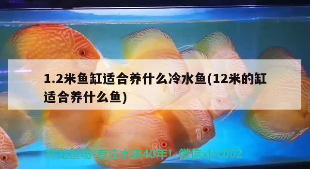 1.2米魚缸適合養(yǎng)什么冷水魚(12米的缸適合養(yǎng)什么魚) 觀賞魚進出口 第1張