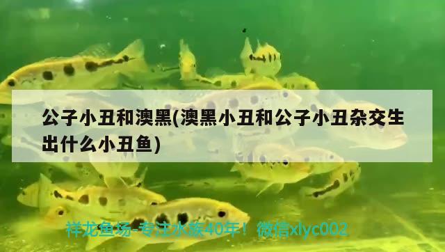 公子小丑和澳黑(澳黑小丑和公子小丑雜交生出什么小丑魚) 海水魚