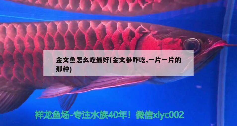 金文魚(yú)怎么吃最好(金文參咋吃,一片一片的那種) 觀賞魚(yú)