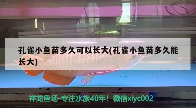 孔雀小魚苗多久可以長(zhǎng)大(孔雀小魚苗多久能長(zhǎng)大) 觀賞魚