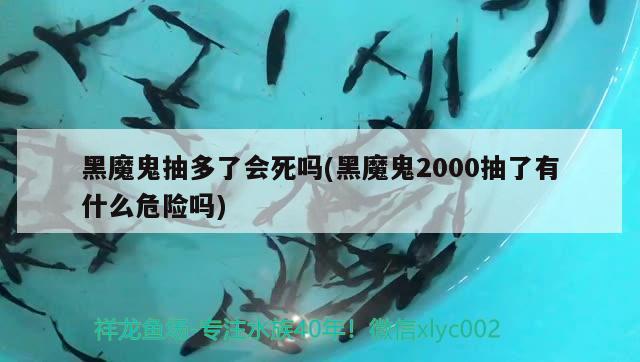 黑魔鬼抽多了會(huì)死嗎(黑魔鬼2000抽了有什么危險(xiǎn)嗎) 觀賞魚(yú)