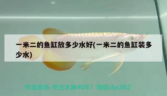 一米二的魚缸放多少水好(一米二的魚缸裝多少水)