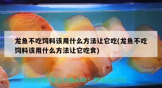 龍魚(yú)不吃飼料該用什么方法讓它吃(龍魚(yú)不吃飼料該用什么方法讓它吃食) 觀賞魚(yú)