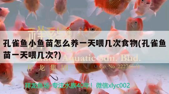 孔雀魚小魚苗怎么養(yǎng)一天喂幾次食物(孔雀魚苗一天喂幾次?)