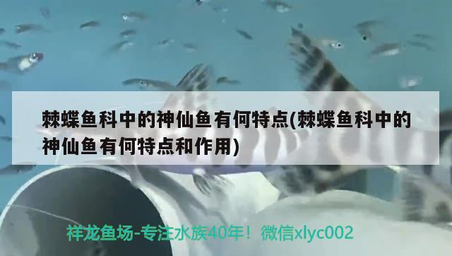 棘蝶魚科中的神仙魚有何特點(diǎn)(棘蝶魚科中的神仙魚有何特點(diǎn)和作用) 觀賞魚