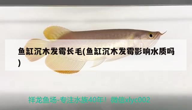 魚缸沉木發(fā)霉長毛(魚缸沉木發(fā)霉影響水質(zhì)嗎)