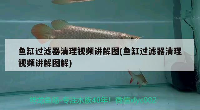 魚(yú)缸過(guò)濾器清理視頻講解圖(魚(yú)缸過(guò)濾器清理視頻講解圖解) 紅頭利魚(yú)