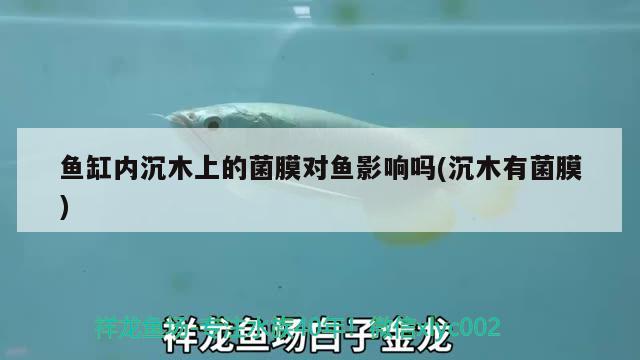 魚缸內(nèi)沉木上的菌膜對(duì)魚影響嗎(沉木有菌膜)