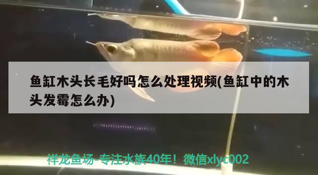 魚缸木頭長毛好嗎怎么處理視頻(魚缸中的木頭發(fā)霉怎么辦)