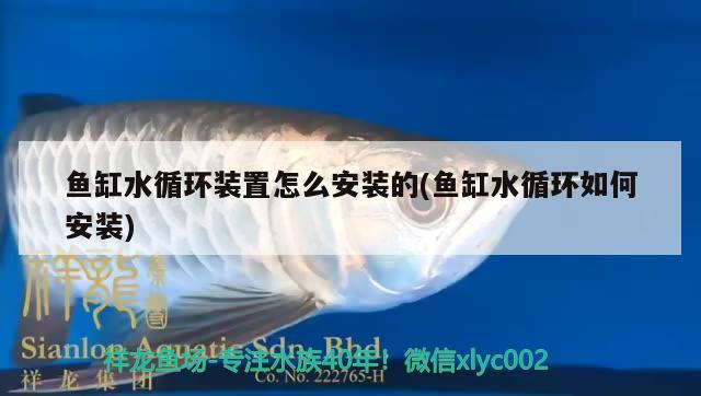 魚缸水循環(huán)裝置怎么安裝的(魚缸水循環(huán)如何安裝) 紅勾銀版魚 第2張