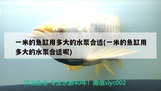 一米的魚缸用多大的水泵合適(一米的魚缸用多大的水泵合適呢)