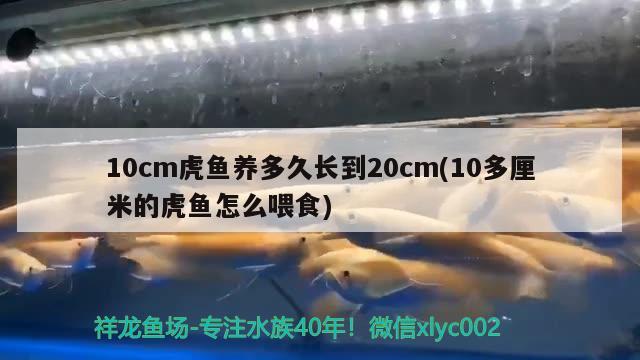 10cm虎魚養(yǎng)多久長到20cm(10多厘米的虎魚怎么喂食)