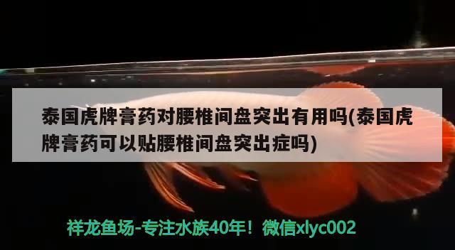 泰國虎牌膏藥對腰椎間盤突出有用嗎(泰國虎牌膏藥可以貼腰椎間盤突出癥嗎)