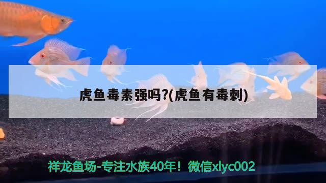 虎魚毒素強(qiáng)嗎?(虎魚有毒刺)