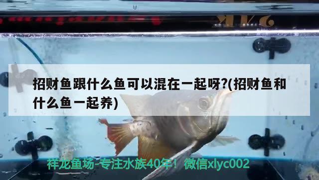 招財魚跟什么魚可以混在一起呀?(招財魚和什么魚一起養(yǎng)) 觀賞魚