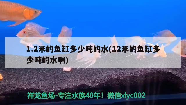 1.2米的魚(yú)缸多少?lài)嵉乃?12米的魚(yú)缸多少?lài)嵉乃?