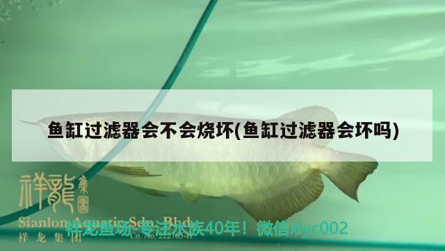 魚(yú)缸過(guò)濾器會(huì)不會(huì)燒壞(魚(yú)缸過(guò)濾器會(huì)壞嗎)