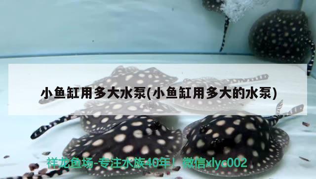 小魚(yú)缸用多大水泵(小魚(yú)缸用多大的水泵)