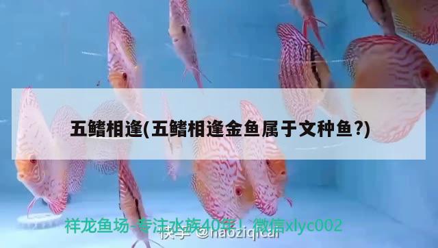 五鰭相逢(五鰭相逢金魚屬于文種魚?) 觀賞魚 第2張