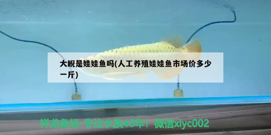 大鯢是娃娃魚嗎(人工養(yǎng)殖娃娃魚市場價多少一斤) 觀賞魚