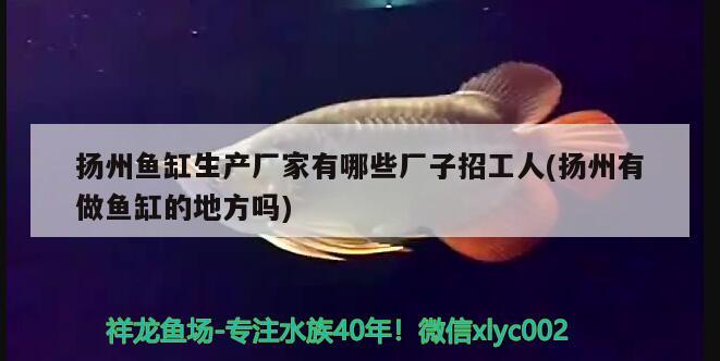 揚(yáng)州魚(yú)缸生產(chǎn)廠家有哪些廠子招工人(揚(yáng)州有做魚(yú)缸的地方嗎) 觀賞魚(yú)水族批發(fā)市場(chǎng)