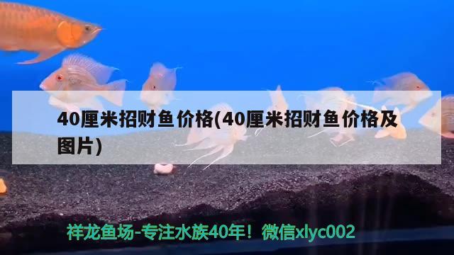 40厘米招財魚價格(40厘米招財魚價格及圖片) 觀賞魚