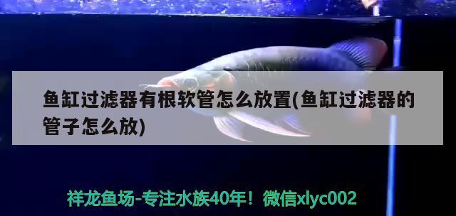 魚缸過濾器有根軟管怎么放置(魚缸過濾器的管子怎么放)