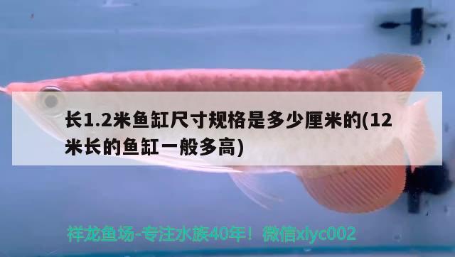 長1.2米魚缸尺寸規(guī)格是多少厘米的(12米長的魚缸一般多高) 夢幻雷龍魚