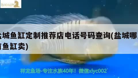 鹽城魚(yú)缸定制推薦店電話號(hào)碼查詢(xún)(鹽城哪里有魚(yú)缸賣(mài))