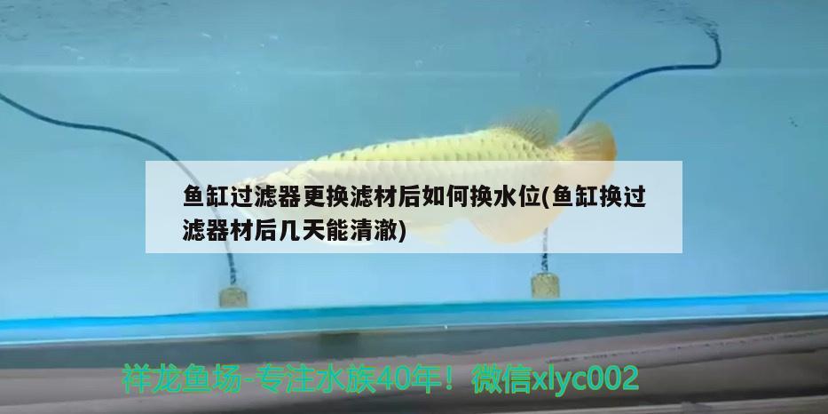 魚(yú)缸過(guò)濾器更換濾材后如何換水位(魚(yú)缸換過(guò)濾器材后幾天能清澈) 黃金河虎魚(yú)