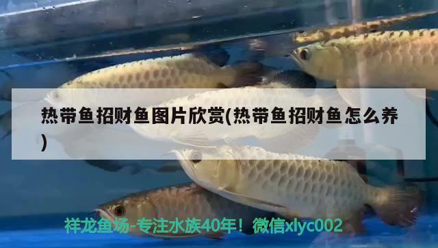 熱帶魚招財魚圖片欣賞(熱帶魚招財魚怎么養(yǎng))