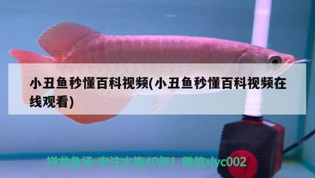 小丑魚秒懂百科視頻(小丑魚秒懂百科視頻在線觀看) 海水魚