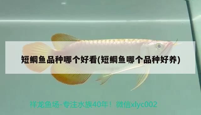 短鯛魚品種哪個好看(短鯛魚哪個品種好養(yǎng))