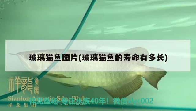 玻璃貓魚圖片(玻璃貓魚的壽命有多長) 觀賞魚