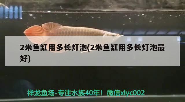 2米魚缸用多長燈泡(2米魚缸用多長燈泡最好) 黃金招財貓魚