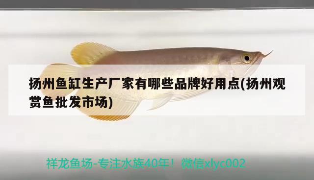 揚(yáng)州魚缸生產(chǎn)廠家有哪些品牌好用點(diǎn)(揚(yáng)州觀賞魚批發(fā)市場)