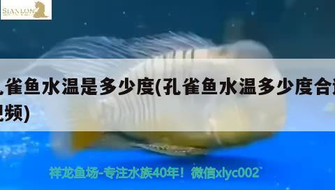 孔雀魚水溫是多少度(孔雀魚水溫多少度合適視頻) 觀賞魚 第1張