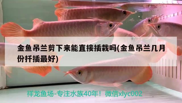 金魚吊蘭剪下來能直接插栽嗎(金魚吊蘭幾月份扦插最好)