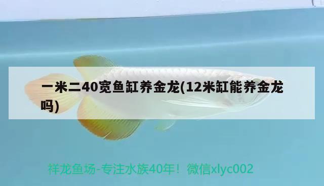 一米二40寬魚缸養(yǎng)金龍(12米缸能養(yǎng)金龍嗎) 白子銀龍魚苗