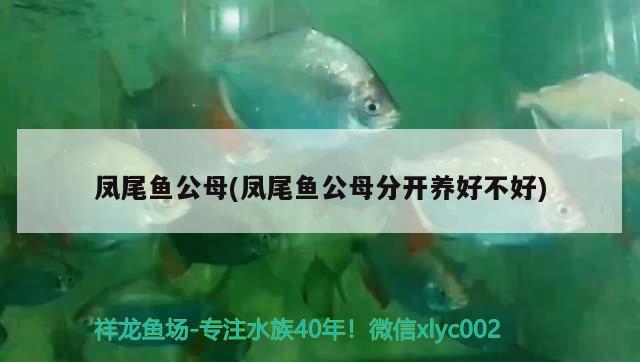 鳳尾魚公母(鳳尾魚公母分開養(yǎng)好不好)