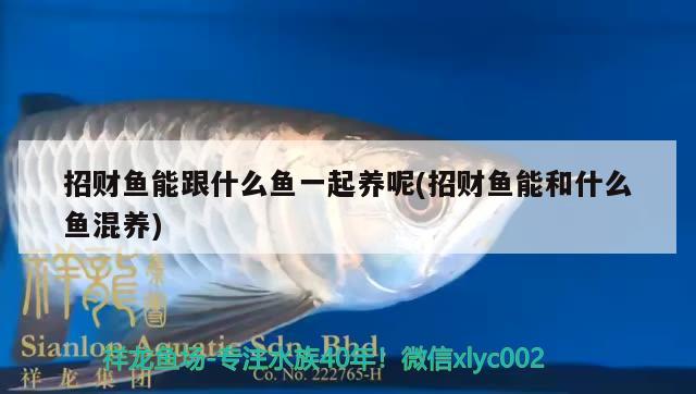 招財魚能跟什么魚一起養(yǎng)呢(招財魚能和什么魚混養(yǎng)) 觀賞魚